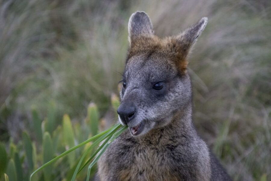 From Melbourne: Private Phillip Island Tour 11-Hour LGBTQ