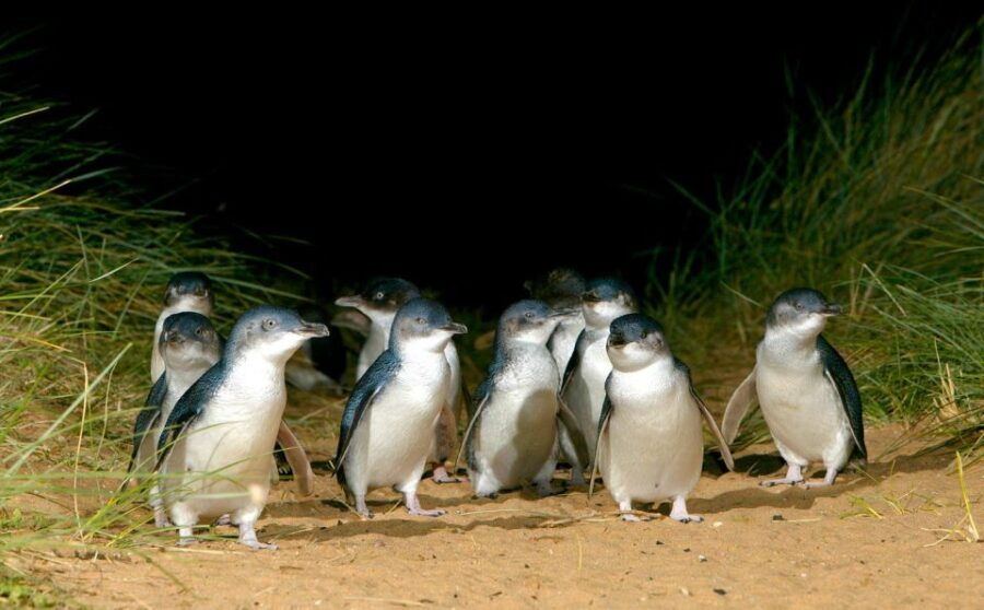 From Melbourne: Puffing Billy Train & Penguins Wildlife Tour