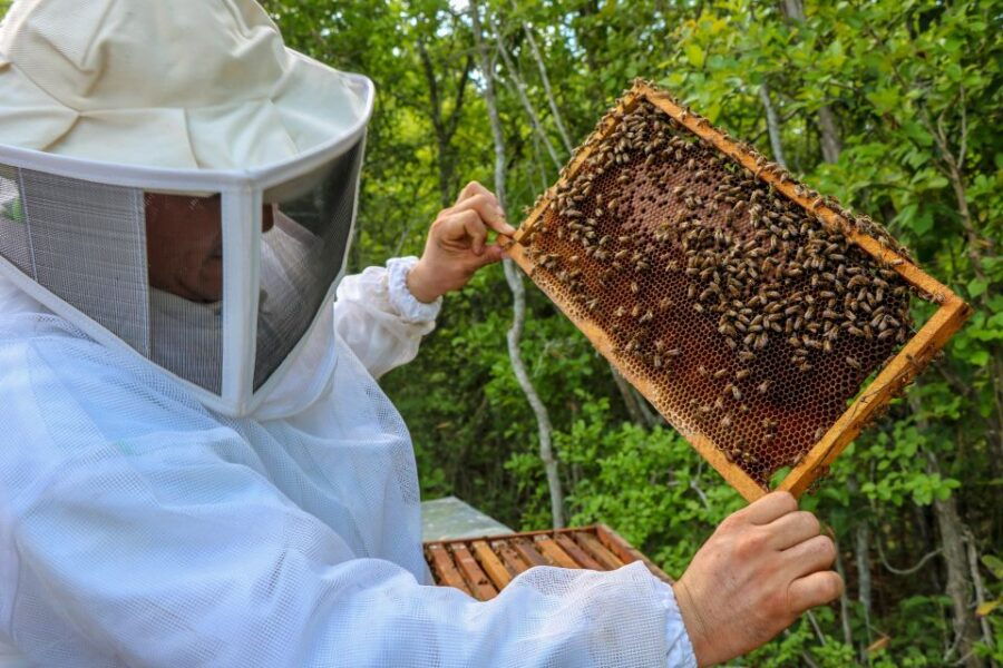 From Merida: Honey and Coconut Eco-Tour