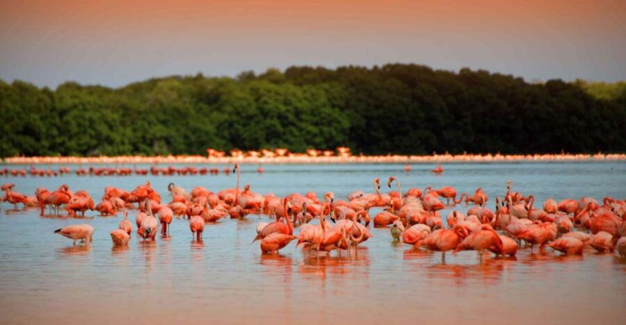 From Mérida: Ria Celestun Biosphere Reserve Tour