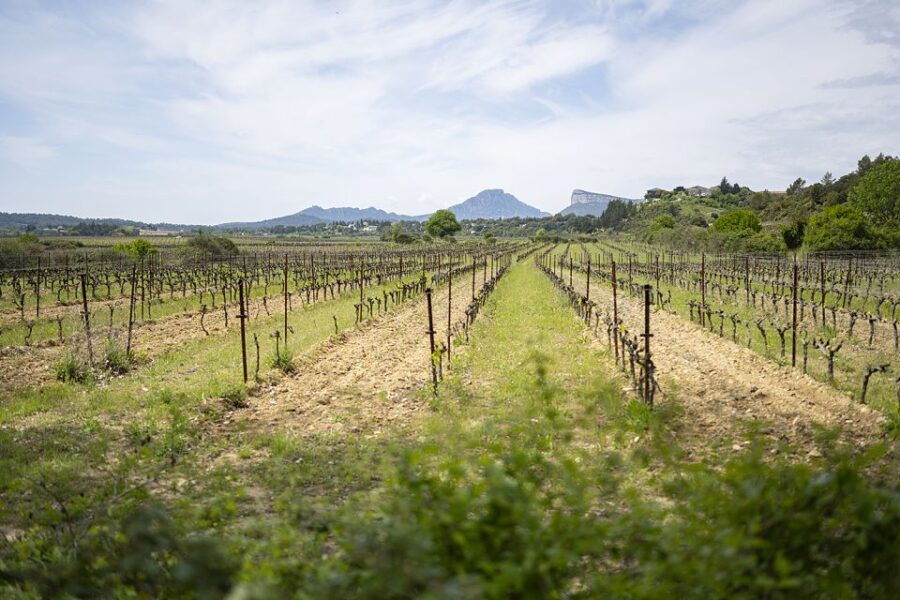 From Montpellier Half Day Vineyard Pic Saint Loup Tour From Montpellier Half Day Vineyard Pic Saint Loup Tour
