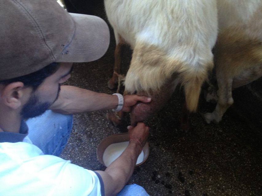 From Mykonos: Ano Mera Farm Tour - Good To Know