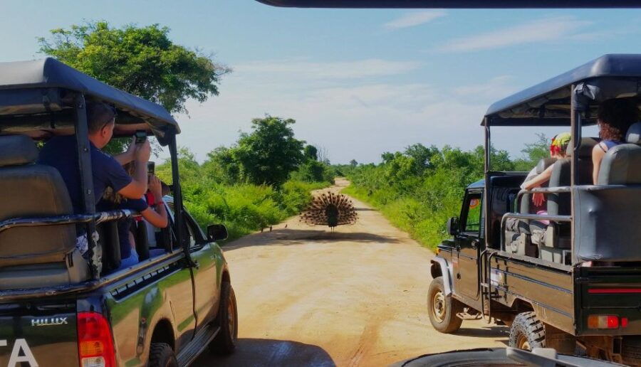 From Negombo: Udawalawa National Park Wildlife Safari - Good To Know