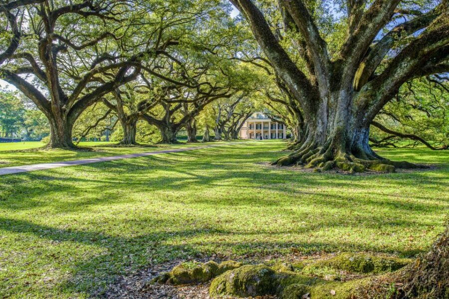 From New Orleans: Whitney Plantation Ticket & Transportation - Good To Know