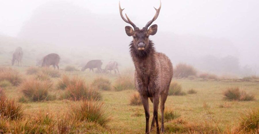 From Nuwara Eliya: Horton Plains Trekking & Tea Factory Tour