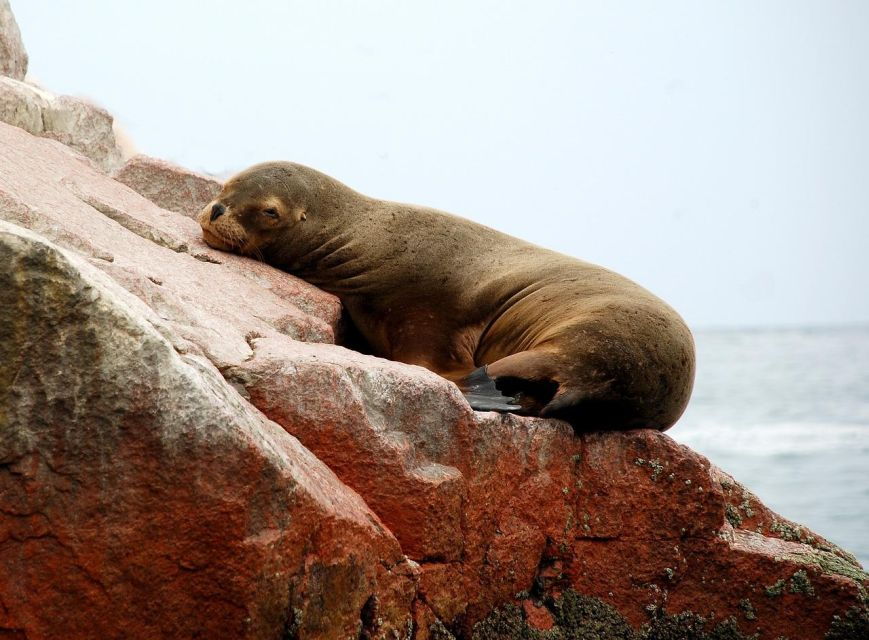 From Paracas: Ballestas Island Marine Wildlife Watching - Good To Know