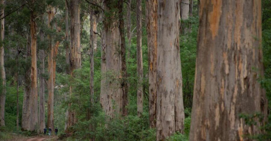 From Pemberton: Half-Day Beach and Forest Eco Adventure - Good To Know