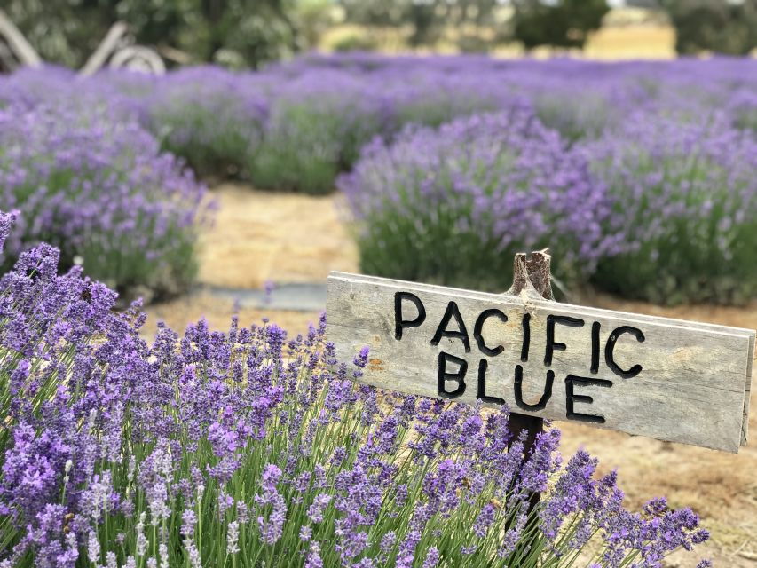From Penneshaw: Kangaroo Island Shore Excursion Tasting Tour