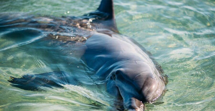 From Perth: 4 Day Outback & Coastal Tour With German Guide - Good To Know