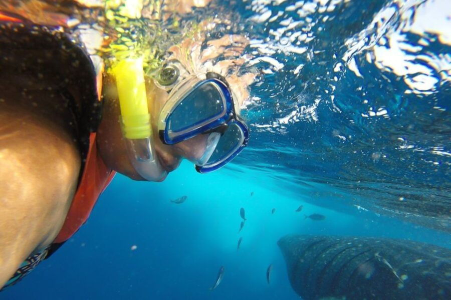 From Playa Del Carmen: Whale Shark Tour - Booking and Logistics