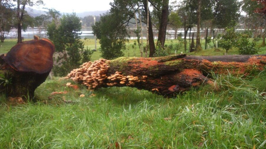 From Ponta Delgada: Furnas Lake Shore 4x4 Guided Day Trip - Good To Know