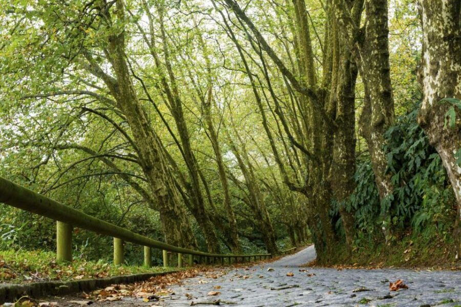 From Ponta Delgada: Guided Walking Tour to Salto Do Cabrito - Good To Know