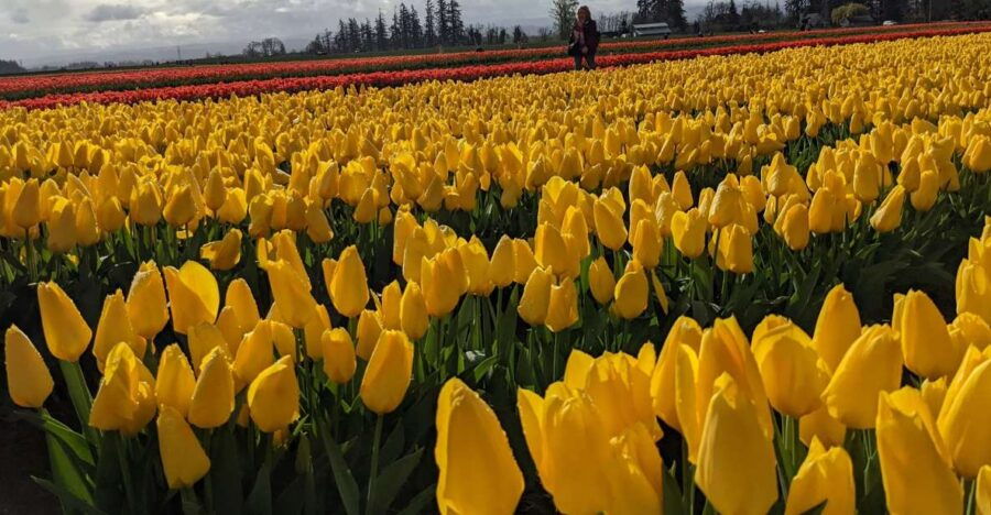From Portland: Wooden Shoe Tulip Farm Festival Entry Ticket