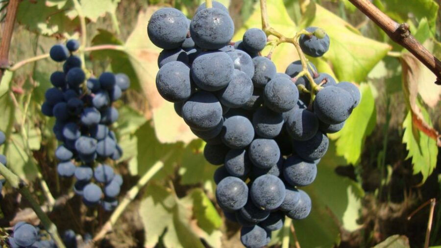 From Porto: Douro Valley Wine Tasting, Lunch and Boat Cruise - Good To Know