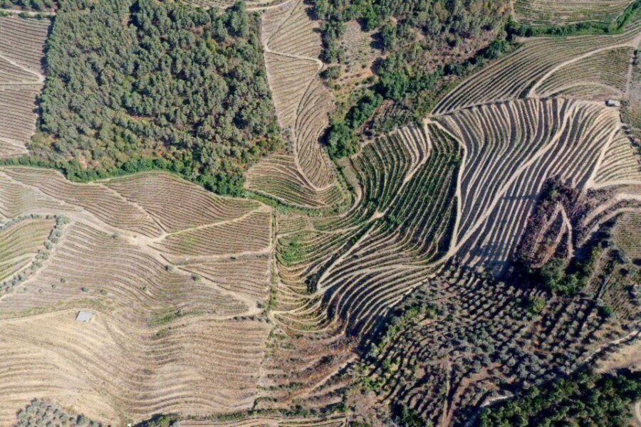 From Porto: Guided Douro Valley Wine Tasting With Lunch - Experience Highlights