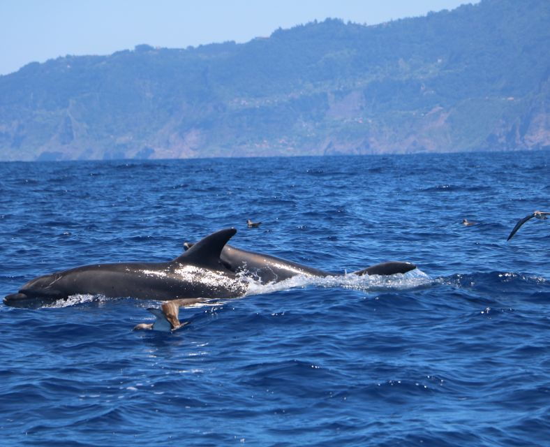 From Porto Moniz: Whale and Dolphin Watching Tour in Madeira