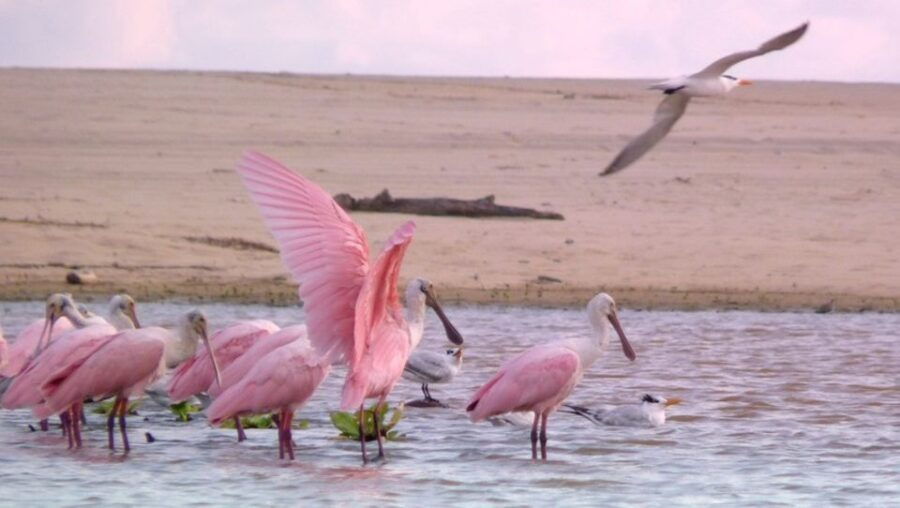 From Puerto Escondido: Birdwatching on a Boat - Activity Details