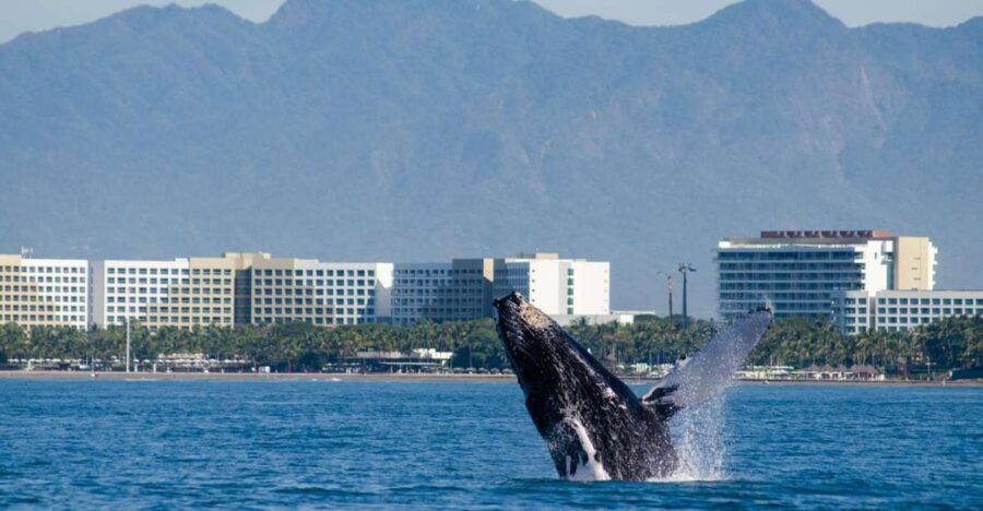 From Puerto Vallarta/Nuevo Vallarta: Whale Watching Cruise