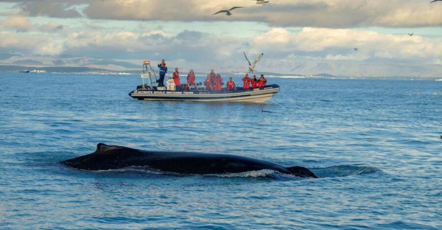 From Reykjavik: 2-Hour Whale & Puffin Watching RIB Boat Tour - Good To Know