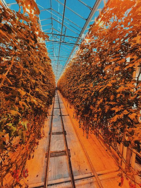 From Reykjavík: Golden Circle and Secret Lagoon Day Trip - Good To Know