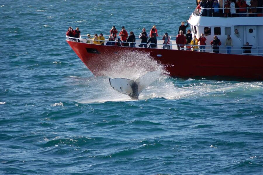 From Reykjavik: Golden Circle and Whale Watching Tour - Good To Know