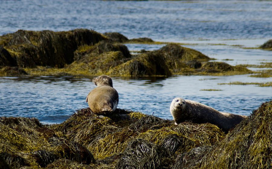 From Reykjavik: Snaefellsnes National Park - Small Group - Good To Know