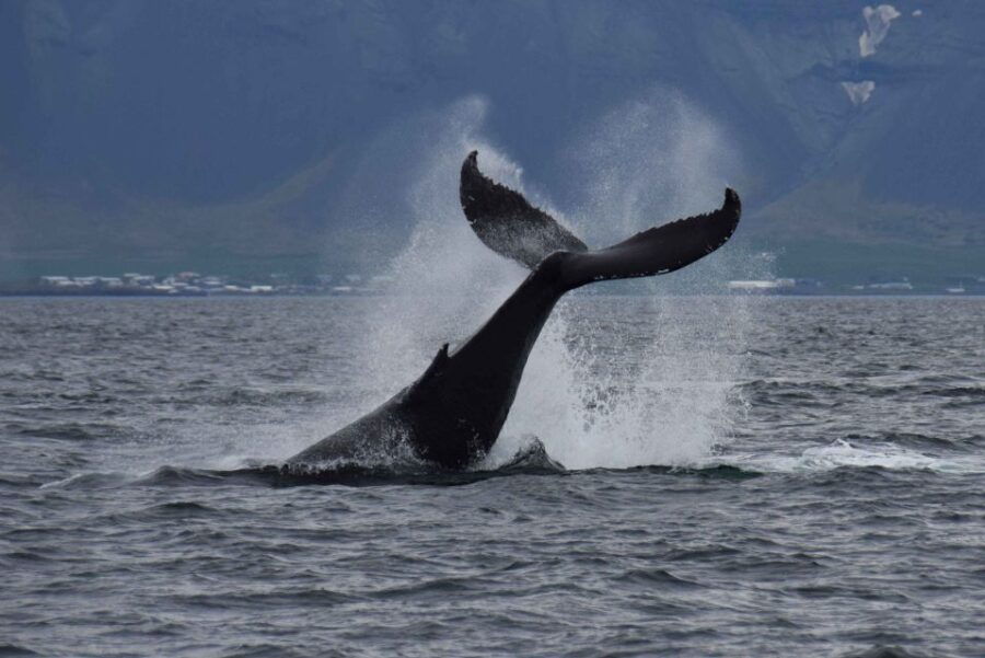 From Reykjavik: Whale Watching Tour by Fast Catamaran - Good To Know