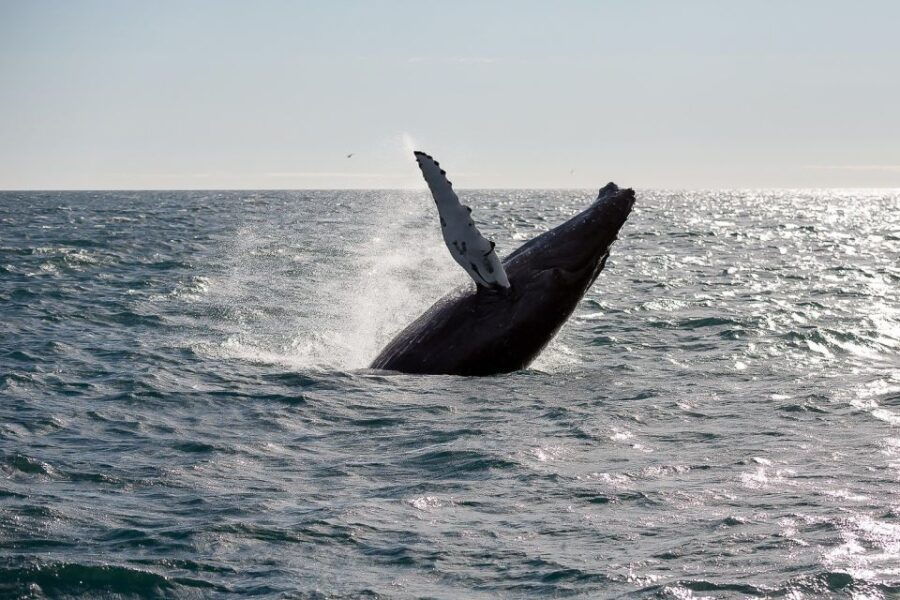 From Reykjavik: Whale Watching Tour - Good To Know