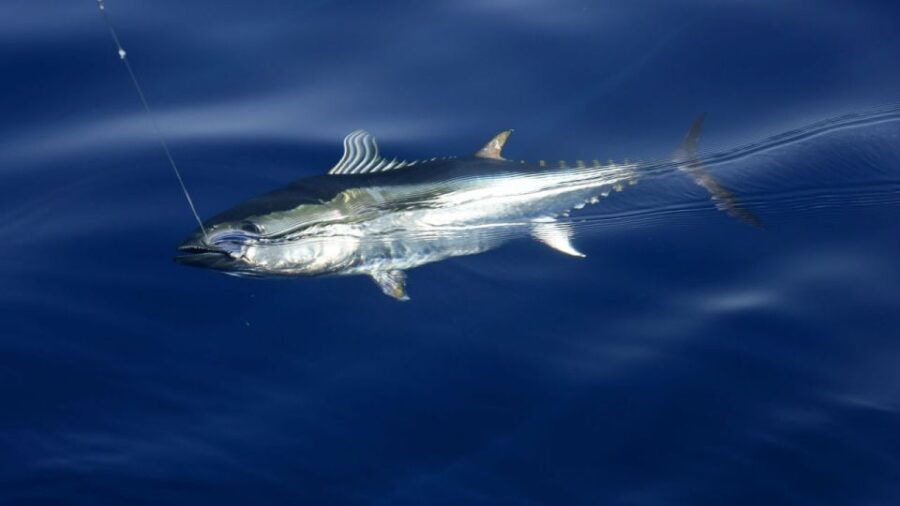 From Rhodes: Half or Full-Day Fishing in The Mediterranean
