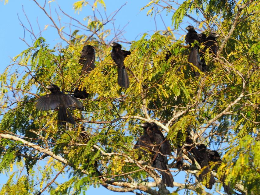 From Riviera Maya : Sian Ka’an Muyil Birdwatching With Guide