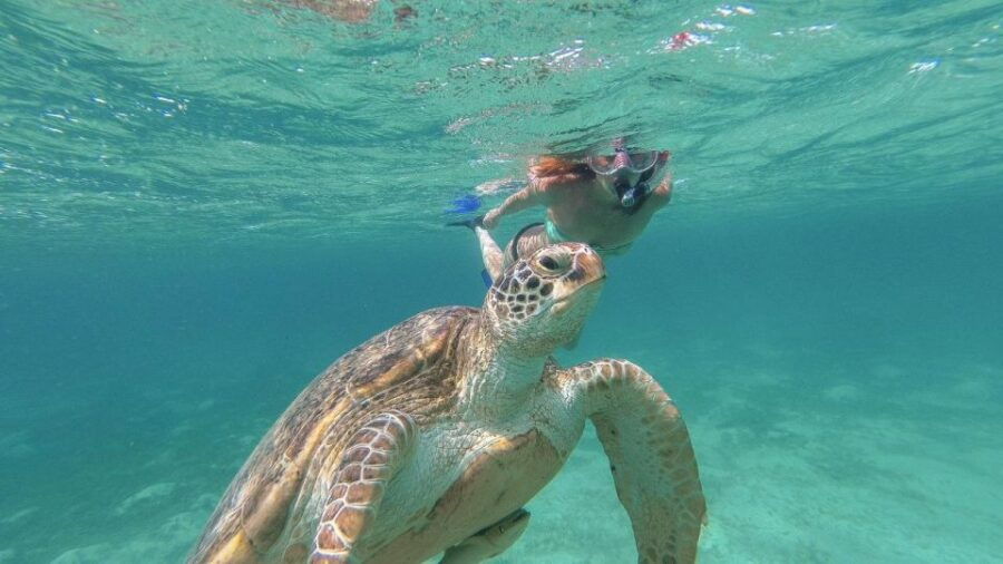 From Riviera: Tulum, Cenote and Turtle Swim Tour at Akumal - Good To Know