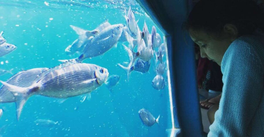 From Roses: Cap Norfeu Boat Cruise & Swimming