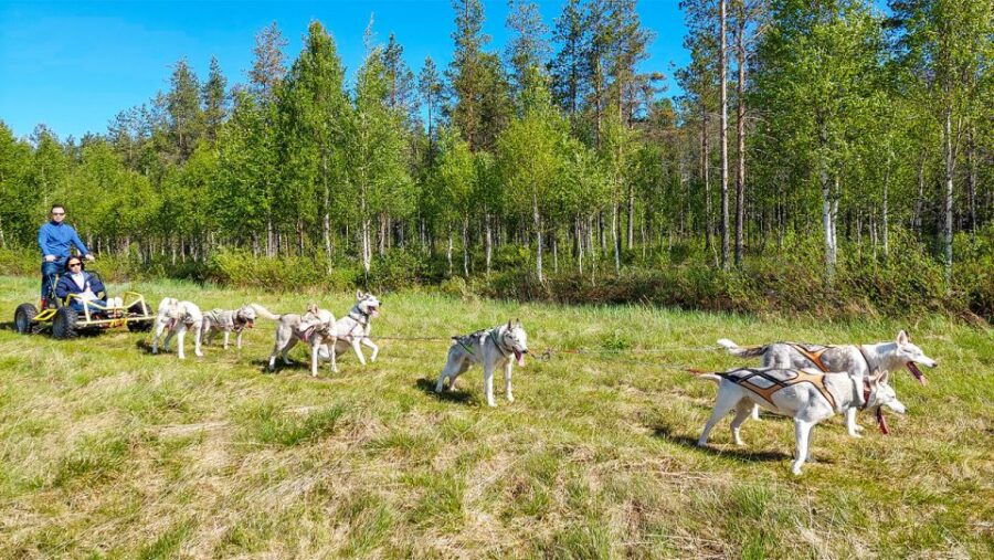 From Rovaniemi: Autumn Husky Safari Adventure - Good To Know