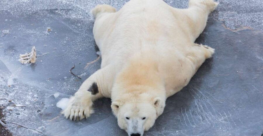 From Rovaniemi: Ranua Wildlife Park Experience