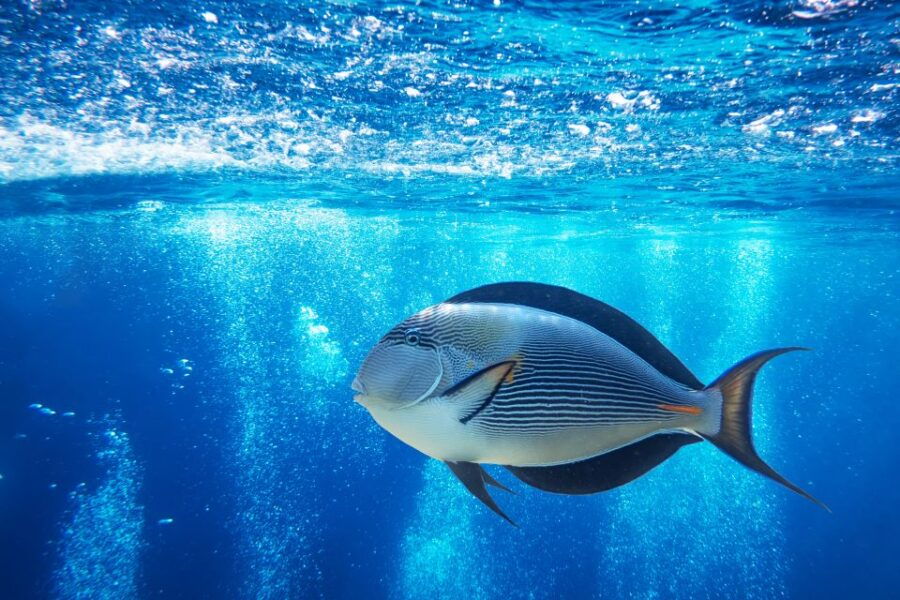 From Safaga: Diving & Snorkeling Trip 2 Spots With Lunch
