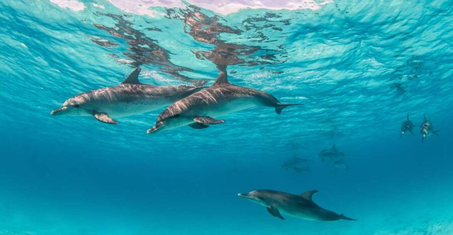 From Safaga: Dolphin Watching Cruise With Lunch and Drinks - Good To Know