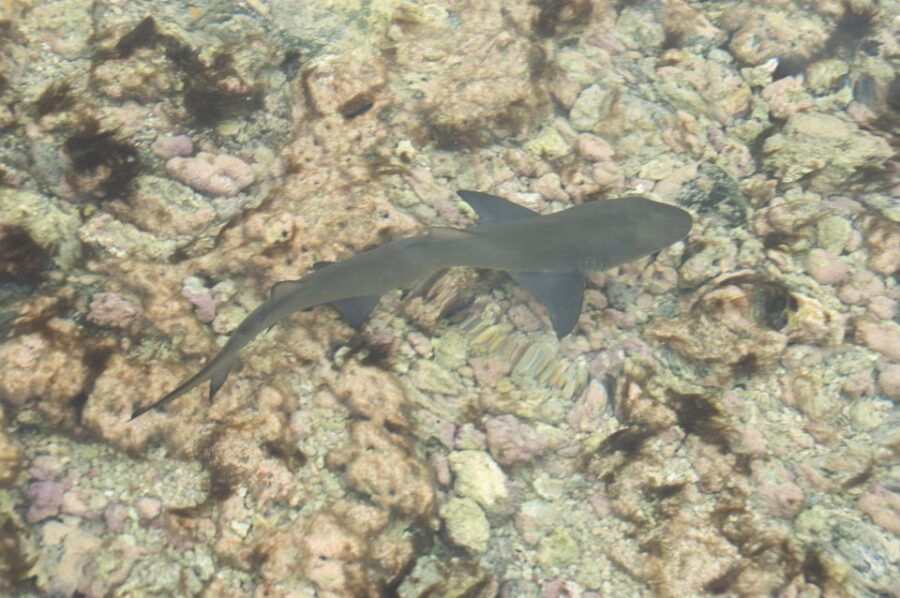 From Santa Maria: Guided Lemon Shark Watching - Good To Know