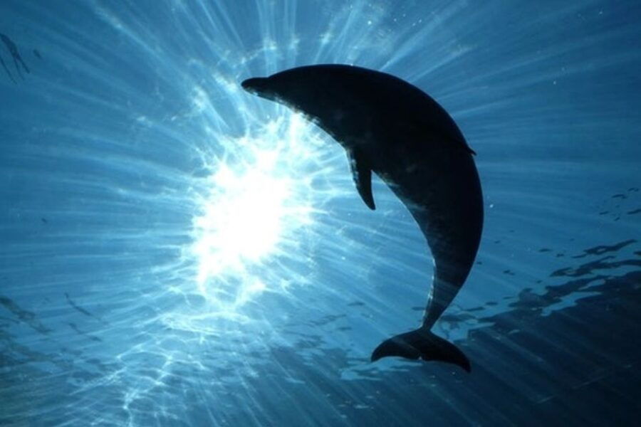 From Seville : Cetacean Adventure With Beach Day in Tarifa