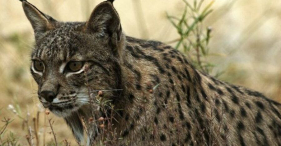 From Seville: Doñana, El Rocio, and Matalascañas Beach Tour - Good To Know