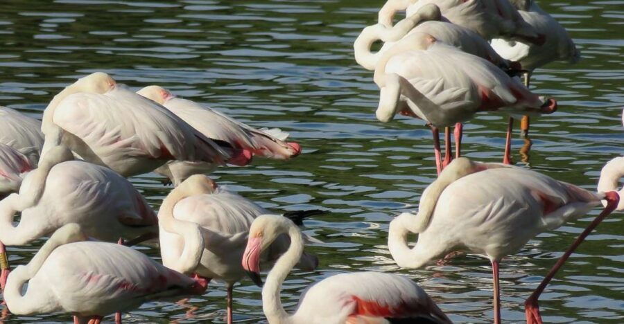 From Seville: Doñana National Park Tour - Good To Know