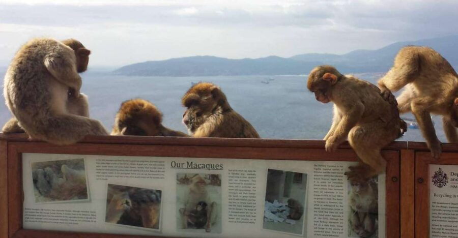 From Seville: Full-Day Private Tour of Gibraltar - Good To Know