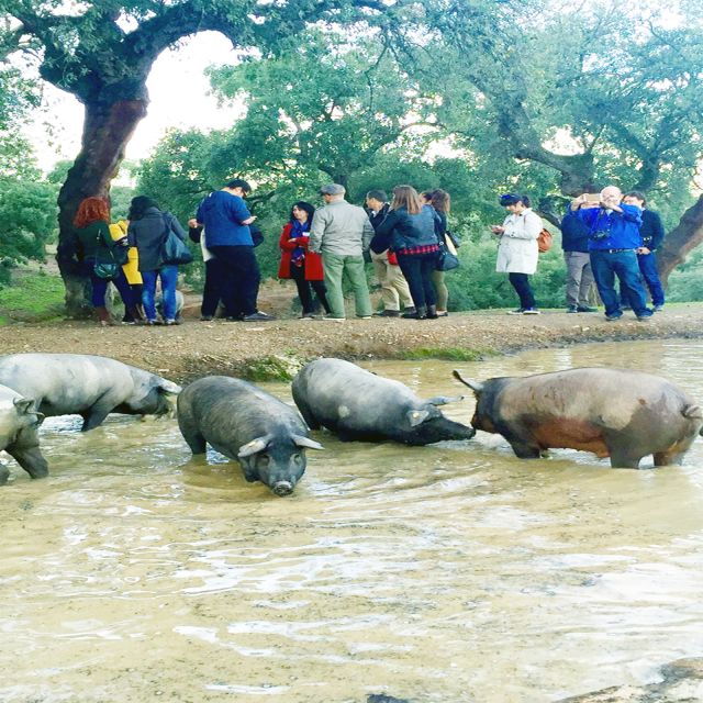 From Seville: Iberian Ham Full-Day Tour to Aracena - Good To Know