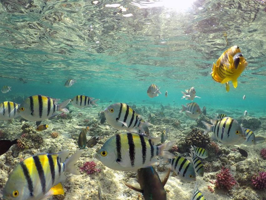 From Sharm El-Sheikh: Ras Mohammed Snorkeling Trip - Good To Know