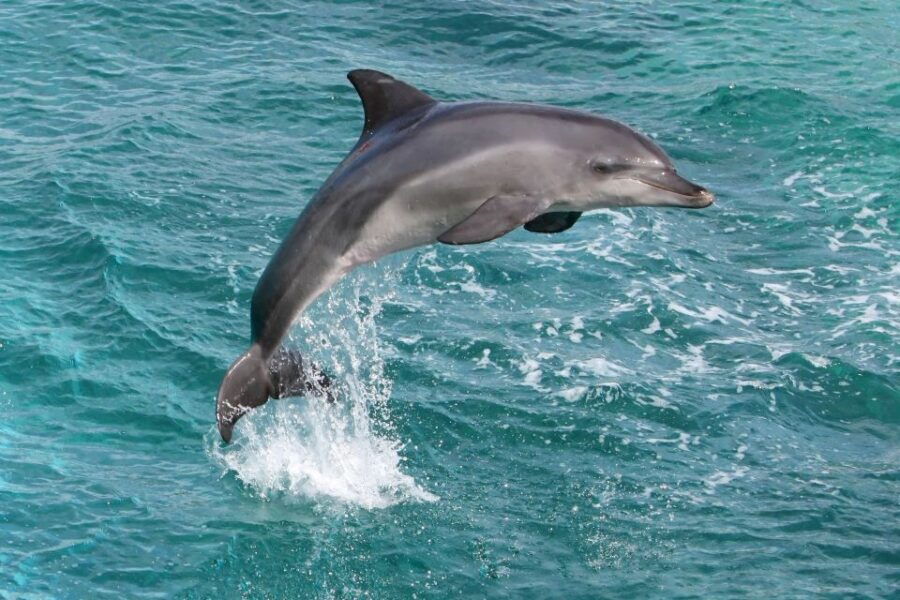 From Side: Full-Day Dolphin-Watching Boat Trip With Lunch