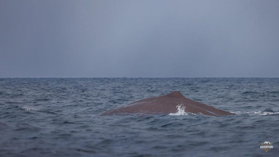 5 Best Whale Watching Experiences In Skjervoy
