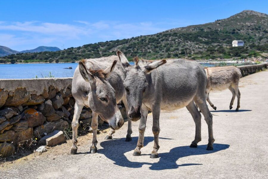 From Stintino: Vintage Sailboat Tour to Asinara With Lunch