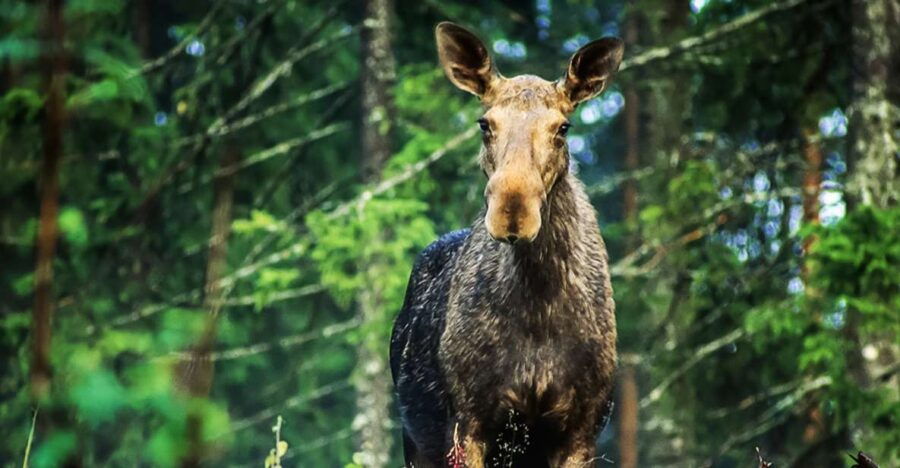 From Stockholm: Wildlife Safari With Campfire Dinner - Good To Know