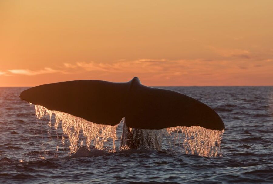 From Svolvær: Whale Watching Day Trip to Andenes - Good To Know