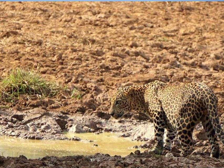 5 Best Safari Tours In Lunugamvehera National Park