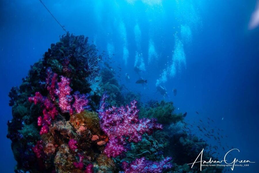 From Townsville or Magnetic Island: Yongala Wreck Dive Trip